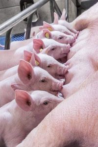 Starting a Pig Farm in Nigeria