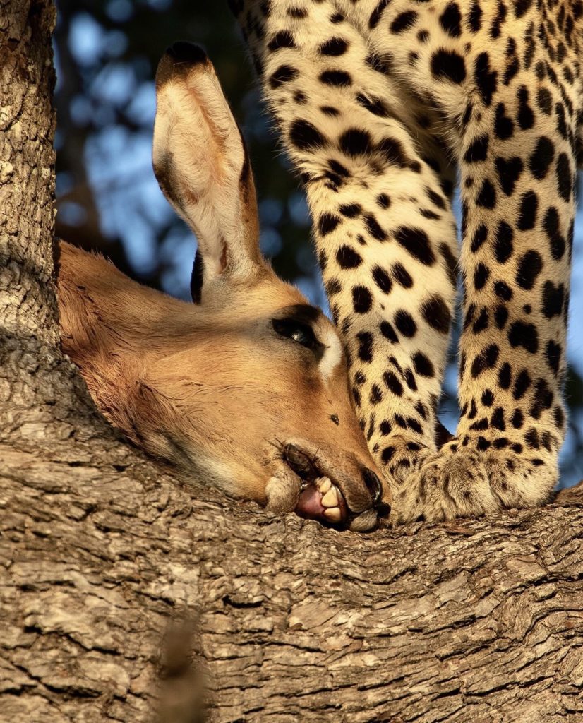 Kapen Female with Her Impala Kill