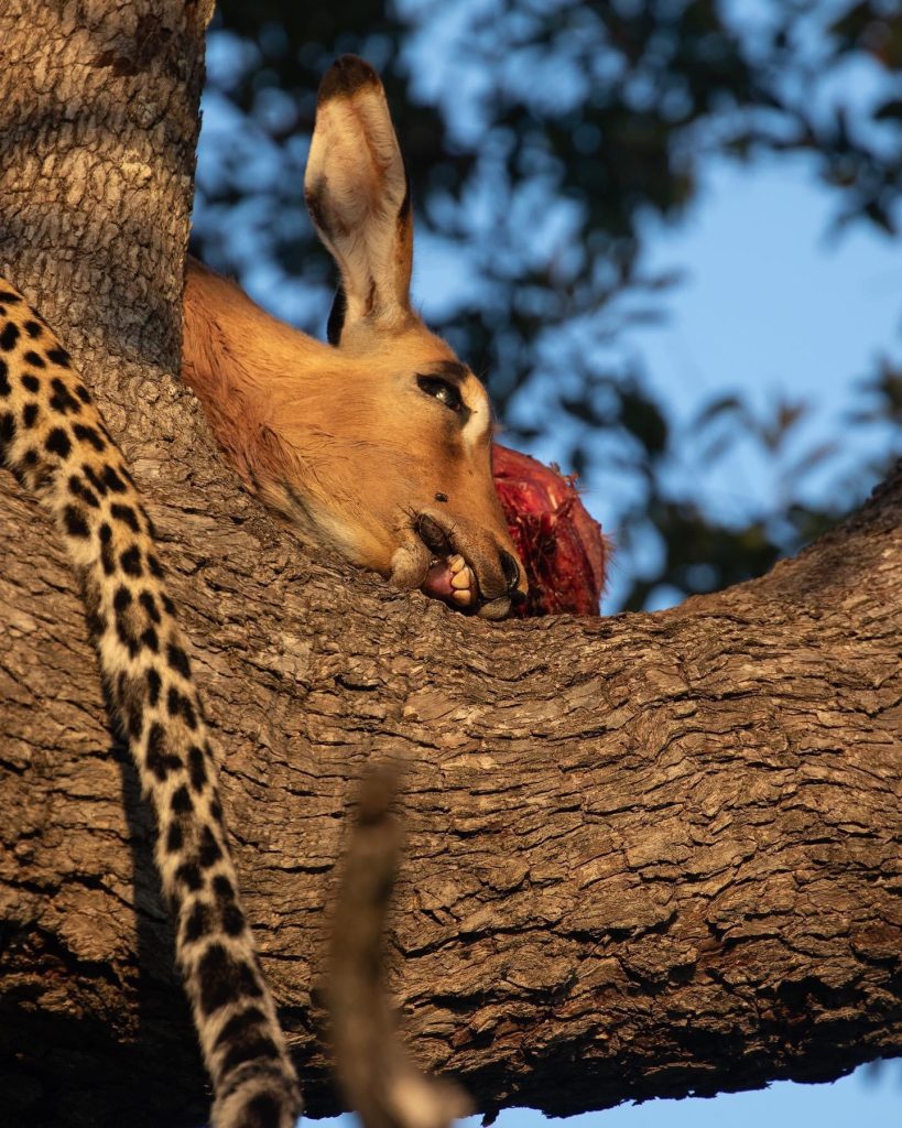 Kapen Female with Her Impala Kill