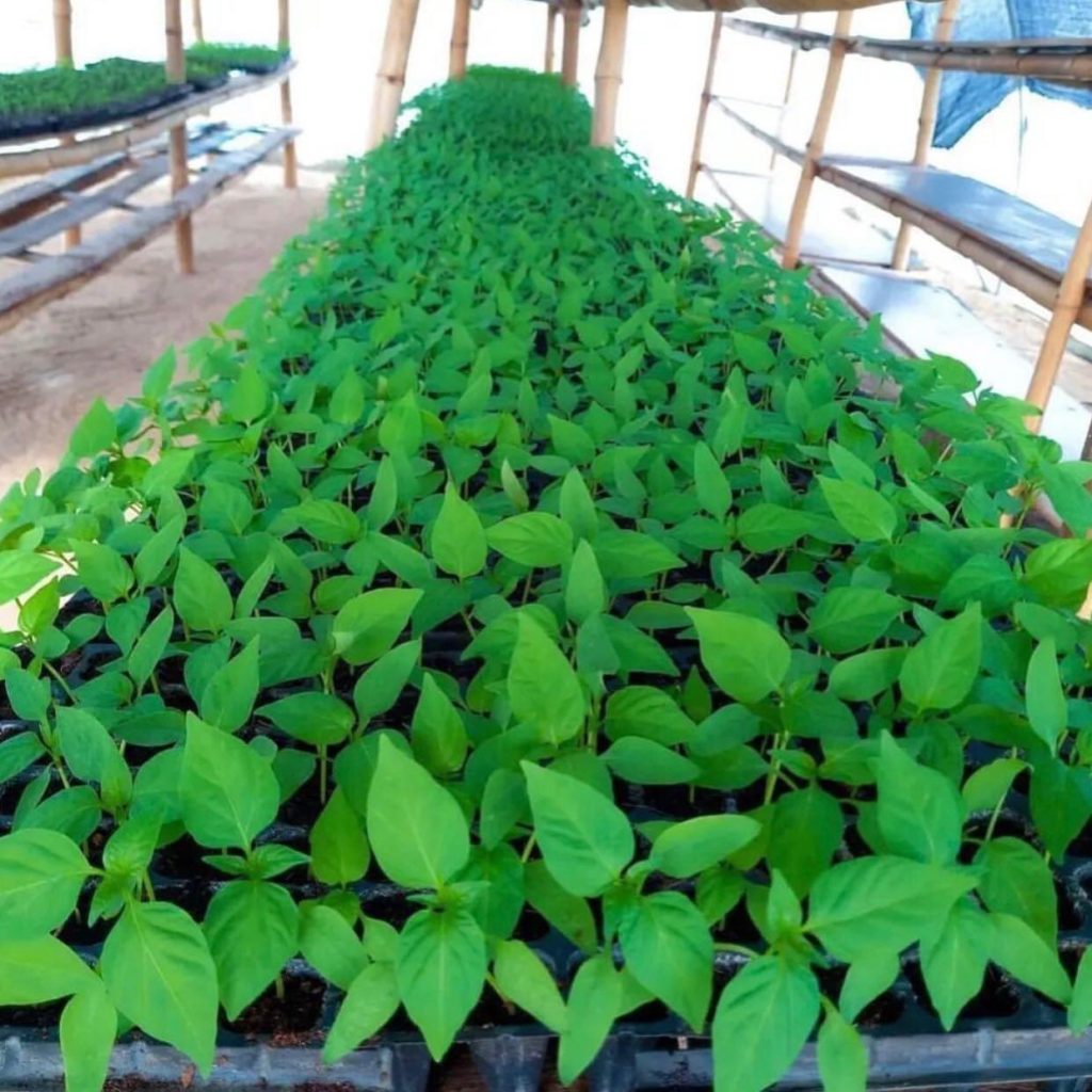 The Greenhouse Nursery Advantage