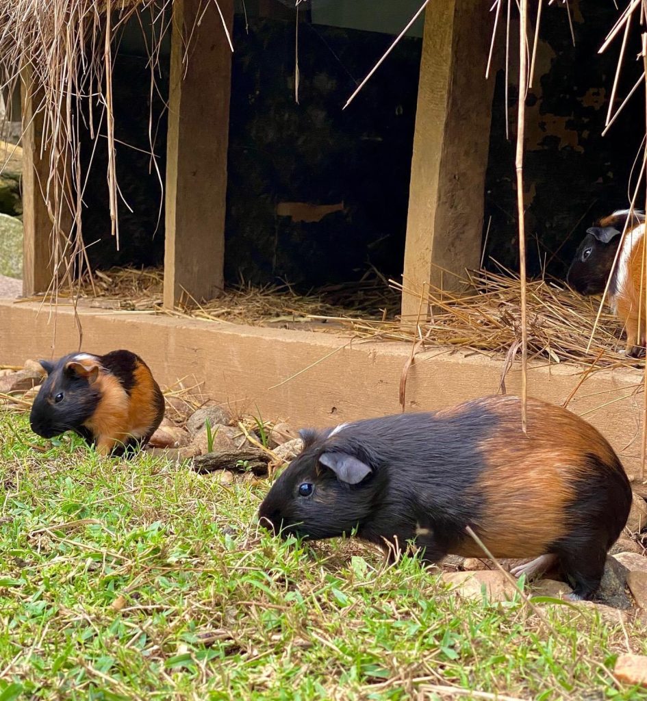 Guinea Pigs - Cavia Porcellus